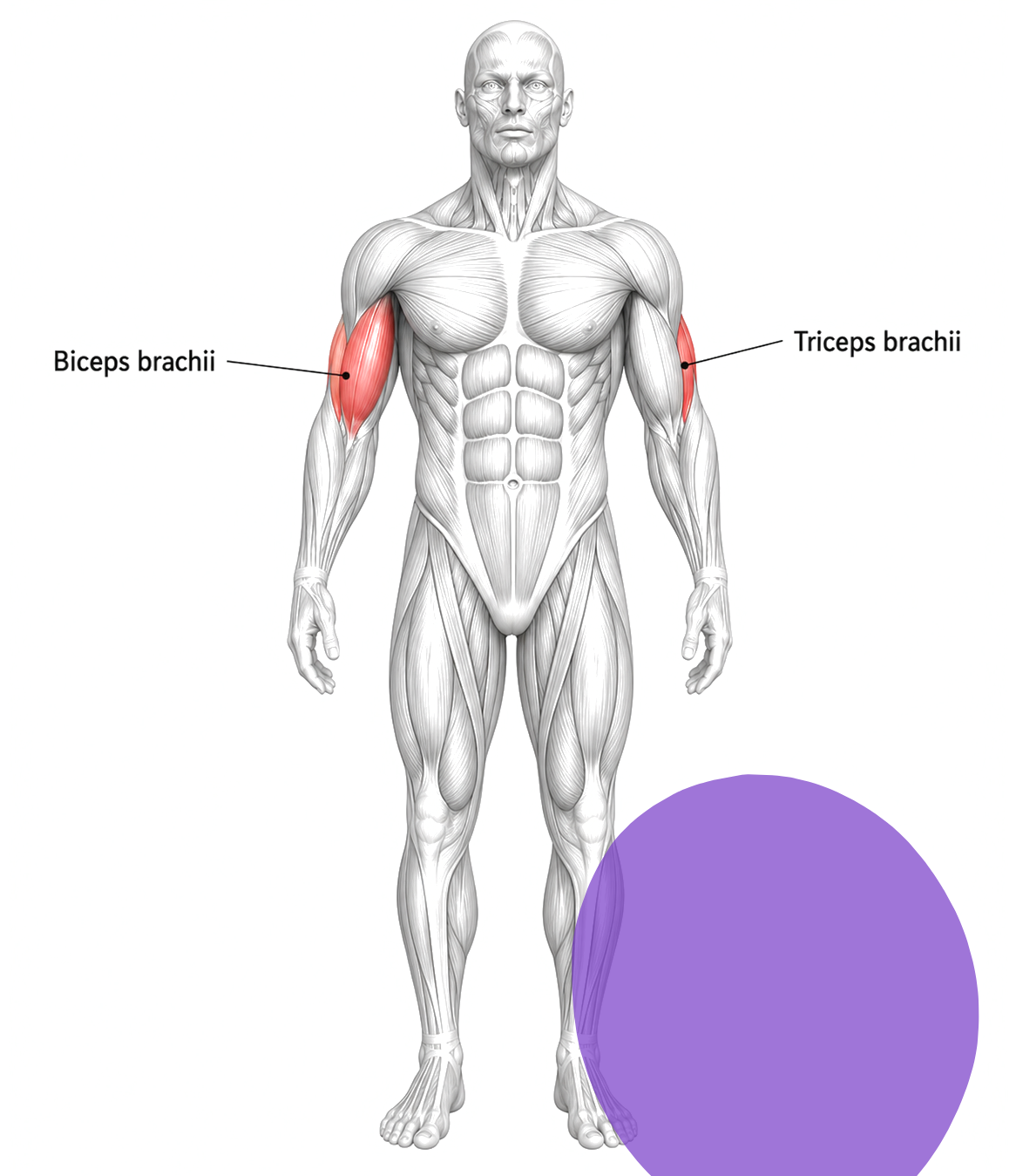 Bicep / Tricep — detail